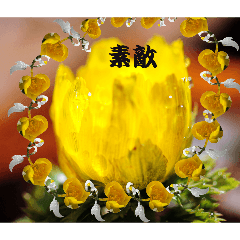 kikosan_20260319213600