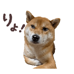 chako1107_20260319200304
