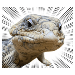 Tiliqua rugosa stamp