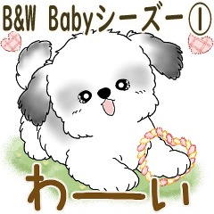 B&W Baby Shih Tzu puppy 1