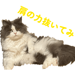 sprchoco_20260319225210