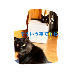 maiko_kuromatigarubes