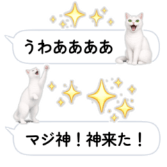 No.17 White cat Ume-chan [Easy Reply]