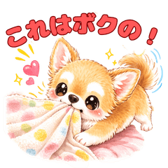 Daily Life of a Cute Chihuahua