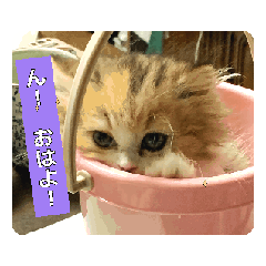 スコにゃんのみぃ - LINE スタンプ | LINE STORE