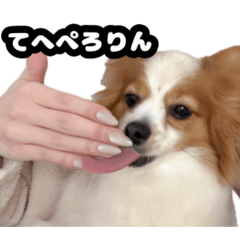 my beloved dog and hamster