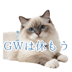 Kind & Affirming Ragdoll Cat