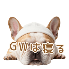 Lazy French Bulldog Daily Life