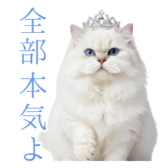 Not a Joke! Rich White Cat