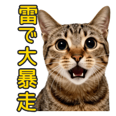 Midnight Zoomies Tabby Cat