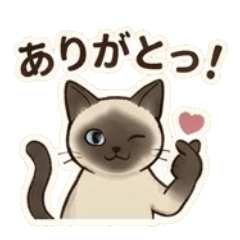 Cat Greetings for Everyday