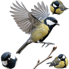 BIG! 山雀真人表演