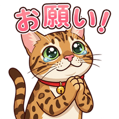 My Sweet Bengal, Noah!