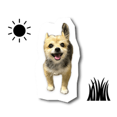 yochi - Yorkie-Chihuahua mix