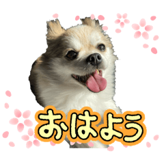 momokumaro5