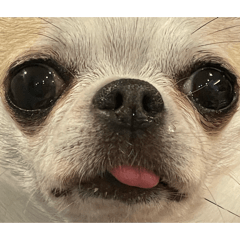 pudding_20260320105333