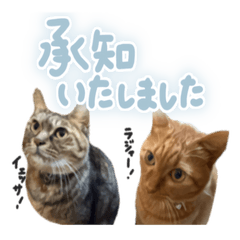 Polite Cat & Chill Whining