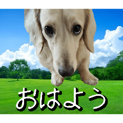 white_20260319192337