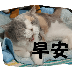 可愛貓咪的經典語錄