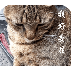 往你的鼻孔喵喵喵