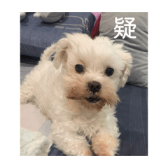 一隻易燃易掉毛的蒲公英Kiki