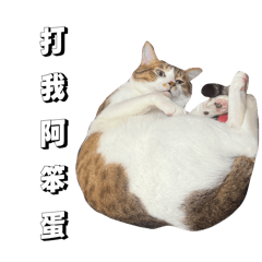 我家的小可愛們❤️