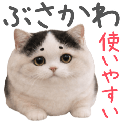 Pochamaro the Ugly-Cute Cat