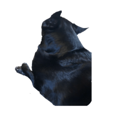 SHOP.S_20260320115052