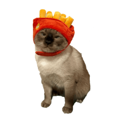 Meowmeowmeowmeow mowowoowowowo