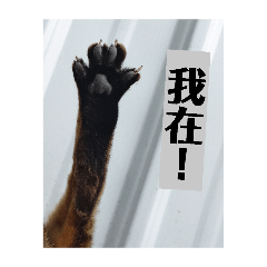小狸花的日常
