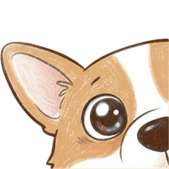 Sanwan the Corgi: Derp Face Challenge