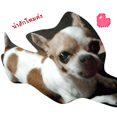 Singha_20260319235016