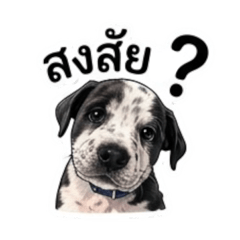 Dogka_20260320111221