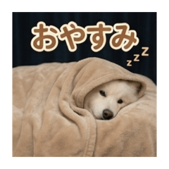 Healing Samoyed: Fluffy Daily Chats