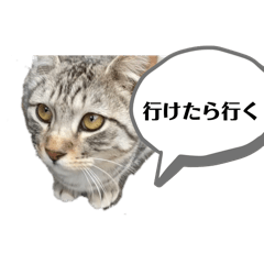 Stickers of carefree cats