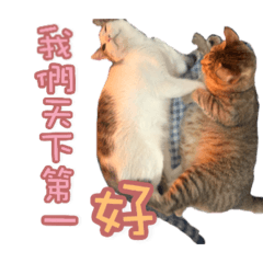 我家貓有話要說啦