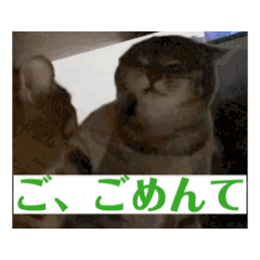 y.neko_20260321083113