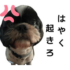 KODAMA family_20260320144139