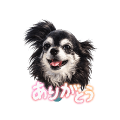 B&Wchihuahuas_20260320143932