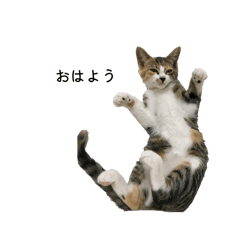 miya_20260320192504