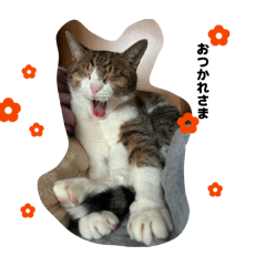 nya-goro_20260320213918