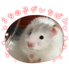 Shunta_20260320161946