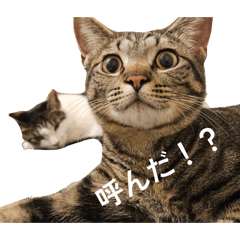 mtbk coffee_20260320204019