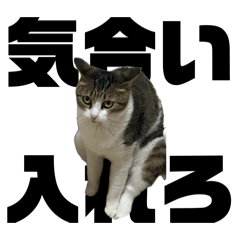 SUZU & YUZU STICKERS