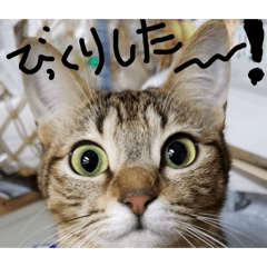 yamayama_20260320210150