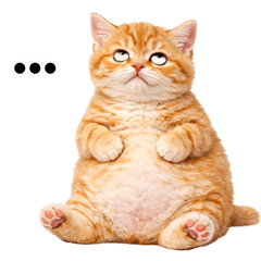 ลูกแมวส้มพุงป่องน่ารัก