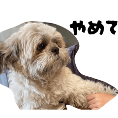 chihako_20260320171950