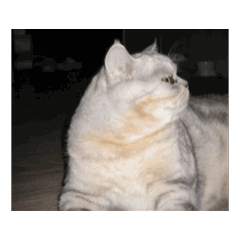 BaBy Shop_20260321024242