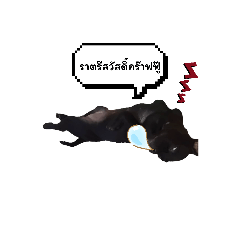 Supitcha_20260320164800