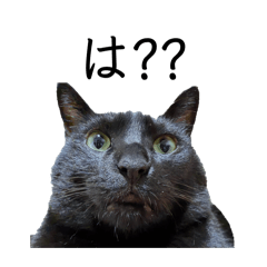 makoto_20260320235942